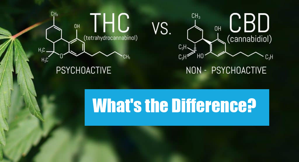 THC vs CBD Comparison: What's the Difference?