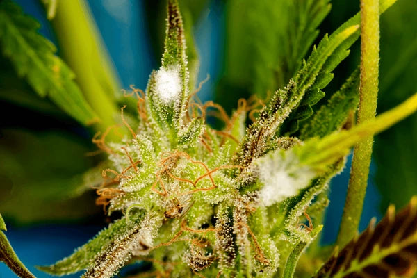 Moldy Weed: What You Should Know
