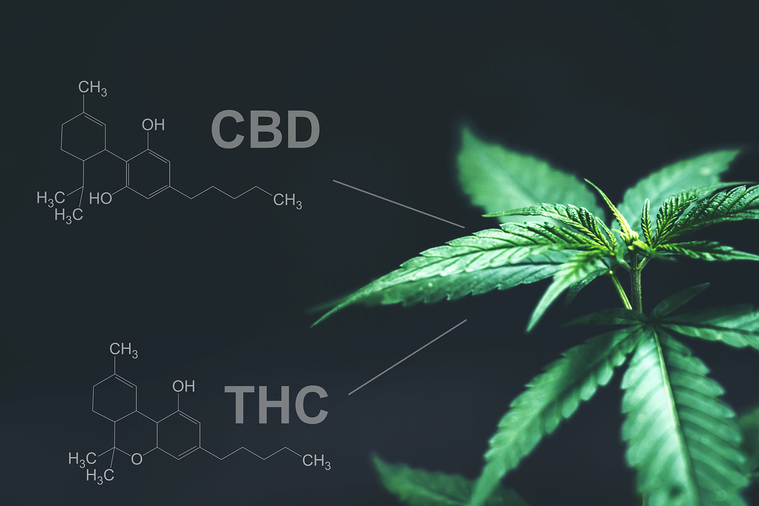 The Discovery and Understanding of THC and CBD