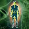 Understanding the Endocannabinoid System